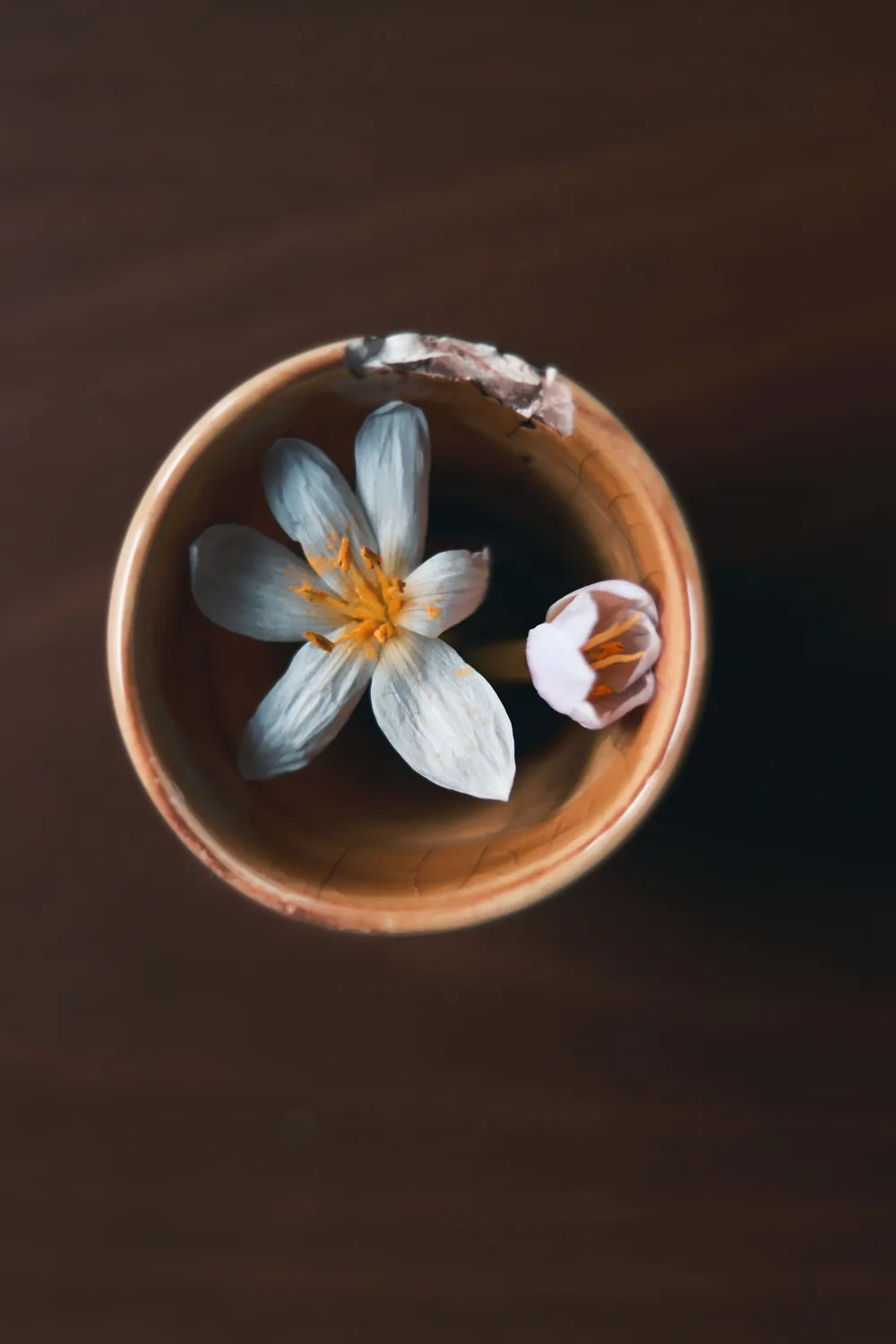 Two flowers resting in a warm ceramic bowl